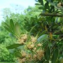 Buxus balearica fleur P16